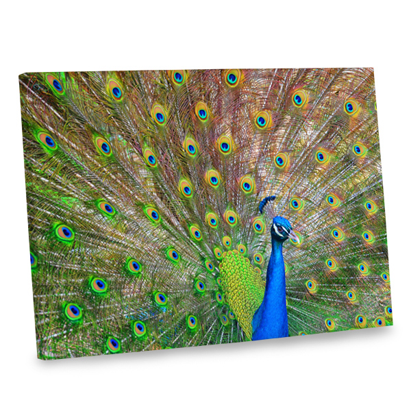 What's prettier than a peacock? Our stunning peacock canvas print is sure to brighten you decor.